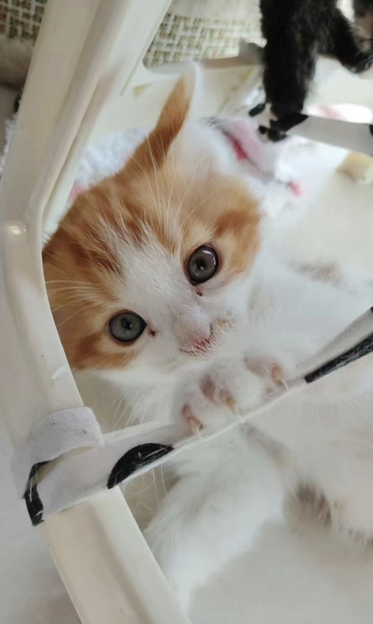 可爱的小橘猫 胖乎乎的 开脸正 长相甜美 活泼可爱